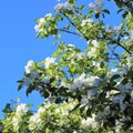 A lovely and romantic white blooming apple tree Royalty Free Stock Photo