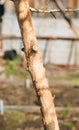 Apple tree in the garden gnawed by wild hares