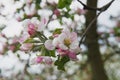 Apple tree in the garden. Spring blooming tree. Beautiful apple flowers on branch