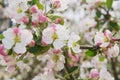 Apple tree in the garden. Spring blooming tree. Beautiful apple flowers on branch