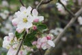 Apple tree in the garden. Spring blooming tree. Beautiful apple flowers on branch