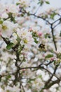 Apple tree in the garden. Spring blooming tree. Beautiful apple flowers on branch