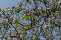 Apple tree in the garden. Spring blooming tree. Beautiful apple flowers on branch