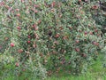 The apple-tree in a garden Royalty Free Stock Photo