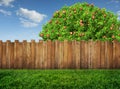an apple tree in garden and wooden backyard fence
