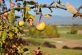 Manzana árbol en Ginebra área 