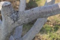 Apple tree with a grafted branch