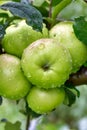 Apple tree with green apples close-up in sunlight after rain drops in the wind Royalty Free Stock Photo