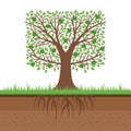 Apple tree with green apples and roots. Soil cut. Gardening concept. Flat design, vector illustration.