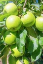 Apple Tree, Green Apples on The Tree Royalty Free Stock Photo