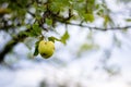 Apple in tree Royalty Free Stock Photo