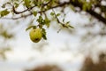 Apple in tree Royalty Free Stock Photo