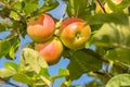 Apple, tree and growth of fruit with leaves outdoor on blue sky on farm or orchard in agriculture or nature. Organic Royalty Free Stock Photo