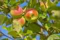 Apple, tree and growth of fruit with leaves outdoor on blue sky on farm or orchard in agriculture or nature. Organic Royalty Free Stock Photo