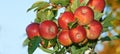 Apple, tree and growth of fruit with leaves outdoor with blue sky at farm or orchard for agriculture. Organic, food or Royalty Free Stock Photo