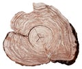 Apple tree growth rings on a white background