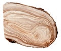 Apple tree growth rings on a white background