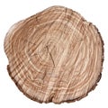 Apple tree growth rings on a white background Royalty Free Stock Photo