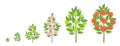 Apple tree growth stages. Ripening period progression. Fruit tree life cycle animation plant seedling. Apple increase phases