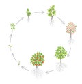 Apple tree growth stages. Vector illustration. Ripening period progression. Fruit tree life cycle animation plant seedling. Apple