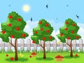 Apple Orchard. Vector illustration of harvesting ripe fruit from apple trees