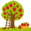 Apple tree and basket with apples. Vector illustration Royalty Free Stock Photo