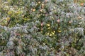 Apple tree in hoarfrost Royalty Free Stock Photo