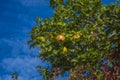 Apple tree Royalty Free Stock Photo