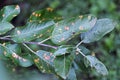 Apple tree infected with pear rust.