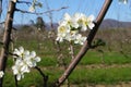 apple tree. Insects pollinate flowers Royalty Free Stock Photo