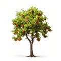 Apple tree, isolated white background, Suitable for use in design Decoration work Royalty Free Stock Photo