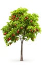 Apple tree, isolated white background, Suitable for use in design Decoration work Royalty Free Stock Photo