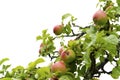 Apple tree isolated on white