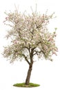 Apple Tree Isolated on White Royalty Free Stock Photo