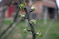 Joung apple tree in spring Royalty Free Stock Photo