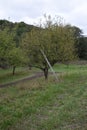 apple tree with a ladder for harvest Royalty Free Stock Photo