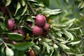 Apple tree laden with ripe fresh fruits