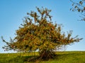 Apple tree at Lake Egglburger See near Ebersberg, Bavaria, Germany Royalty Free Stock Photo