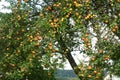 Apple tree with a large crop of apples.