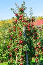 Apple tree with large red apples. Royalty Free Stock Photo