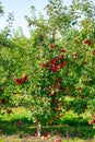 Apple tree with large red apples. Royalty Free Stock Photo