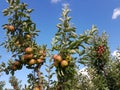 Apple tree in the old country Royalty Free Stock Photo