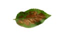 apple tree leaf is affected by a fungal disease. Brown spotting and scab struck a young apple tree. sheet is isolated on Royalty Free Stock Photo