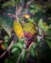 Apple tree leaf in autumn colours. Royalty Free Stock Photo