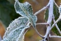 Apple Tree Leaf Frost 02