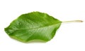 Apple tree leaf Royalty Free Stock Photo