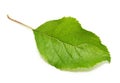 Apple tree leaf Royalty Free Stock Photo