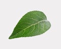 Apple tree leaf isolated on a white Royalty Free Stock Photo