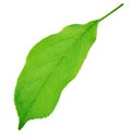 Apple tree leaf isolated on a white Royalty Free Stock Photo