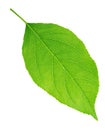 Apple tree leaf isolated on a white Royalty Free Stock Photo